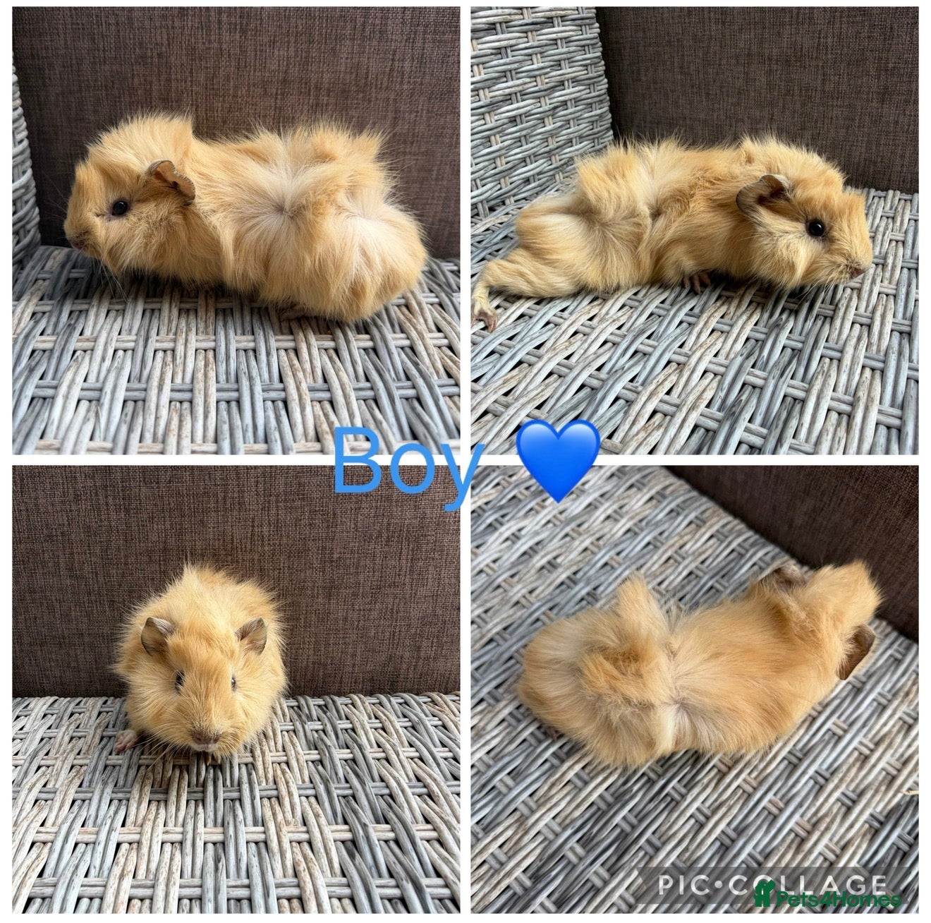 Guinea Pig rodents Male & Female piggies looking for new laps - Advert 1