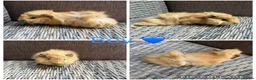 Guinea Pig rodents for sale: Male & Female piggies looking for new laps - Advert 7