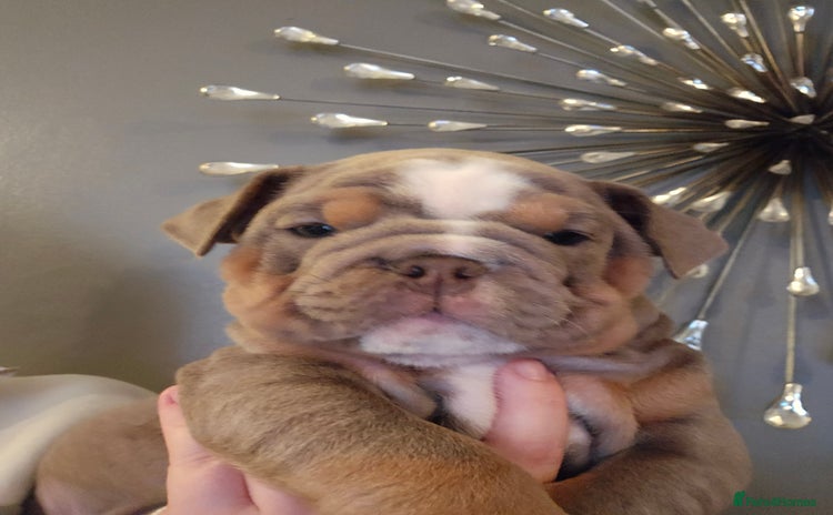 English Bulldog dogs - Advert 2