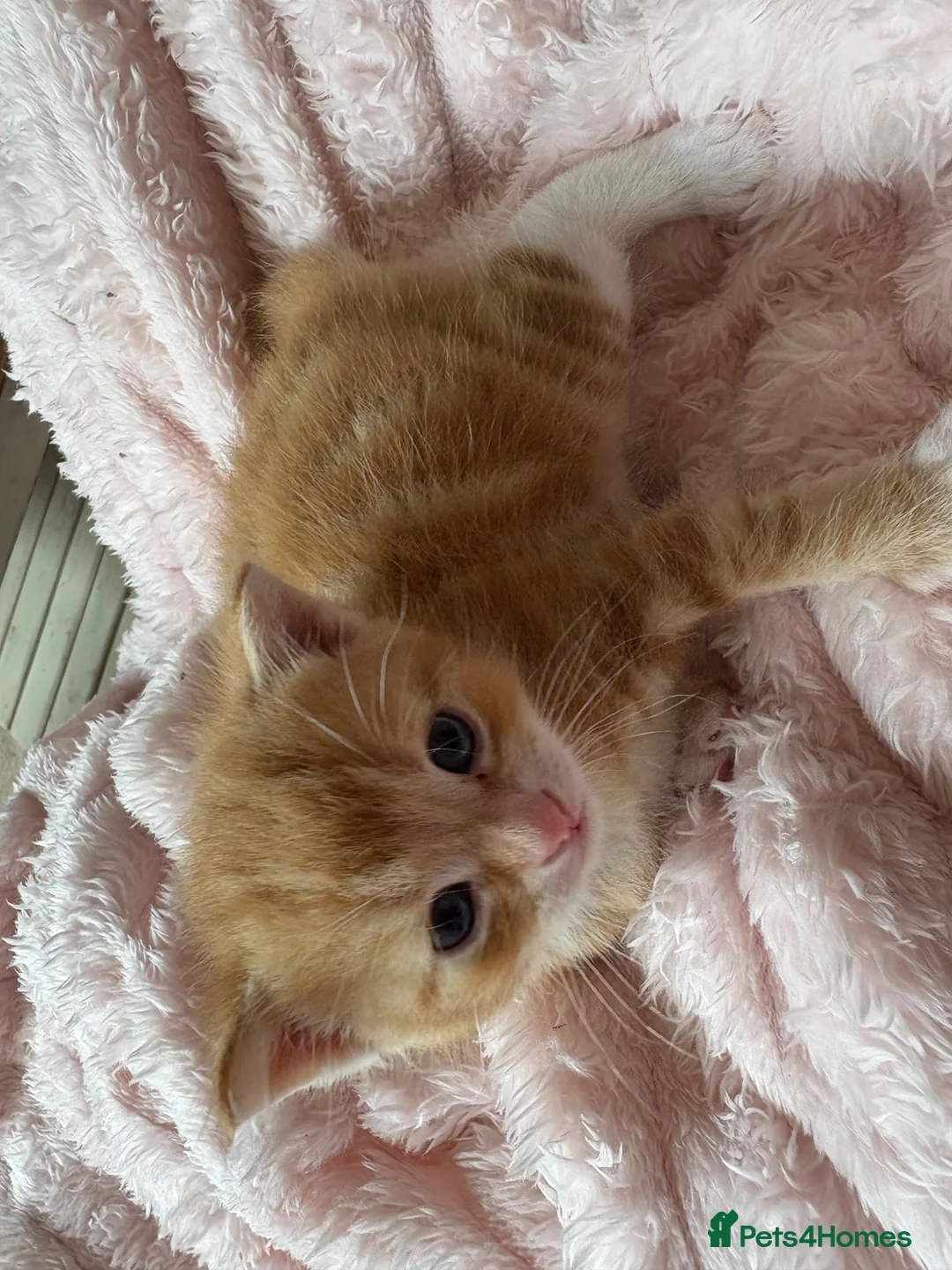 Mixed Breed cats for sale: Beautiful Ginger Kittens  - Advert 21