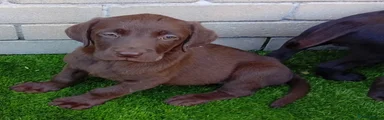 Labrador Retriever 4 yellow collar 