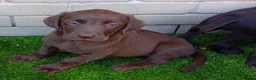 Labrador Retriever dogs for sale: Beautiful KC registered puppies  - Advert 11