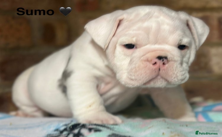 English Bulldog dogs 🌟 health tested parents 🌟 Olde English Puppies🌟 - Advert 1