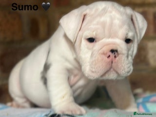 English Bulldog dogs 🌟 health tested parents 🌟 Olde English Puppies🌟 - Advert 3