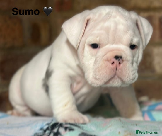 English Bulldog dogs 🌟 health tested parents 🌟 Olde English Puppies🌟 - Advert 1