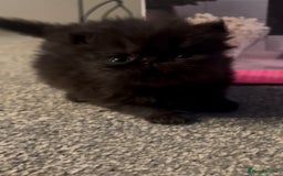 Persian cats for sale: REDUCED Champion Line Black Persians.  - Image 6