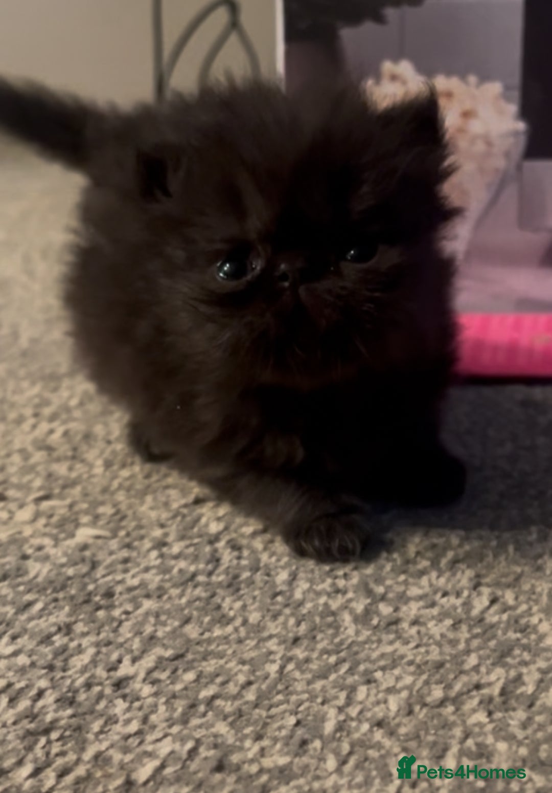 Persian cats for sale: REDUCED Champion Line Black Persians.  - Image 6