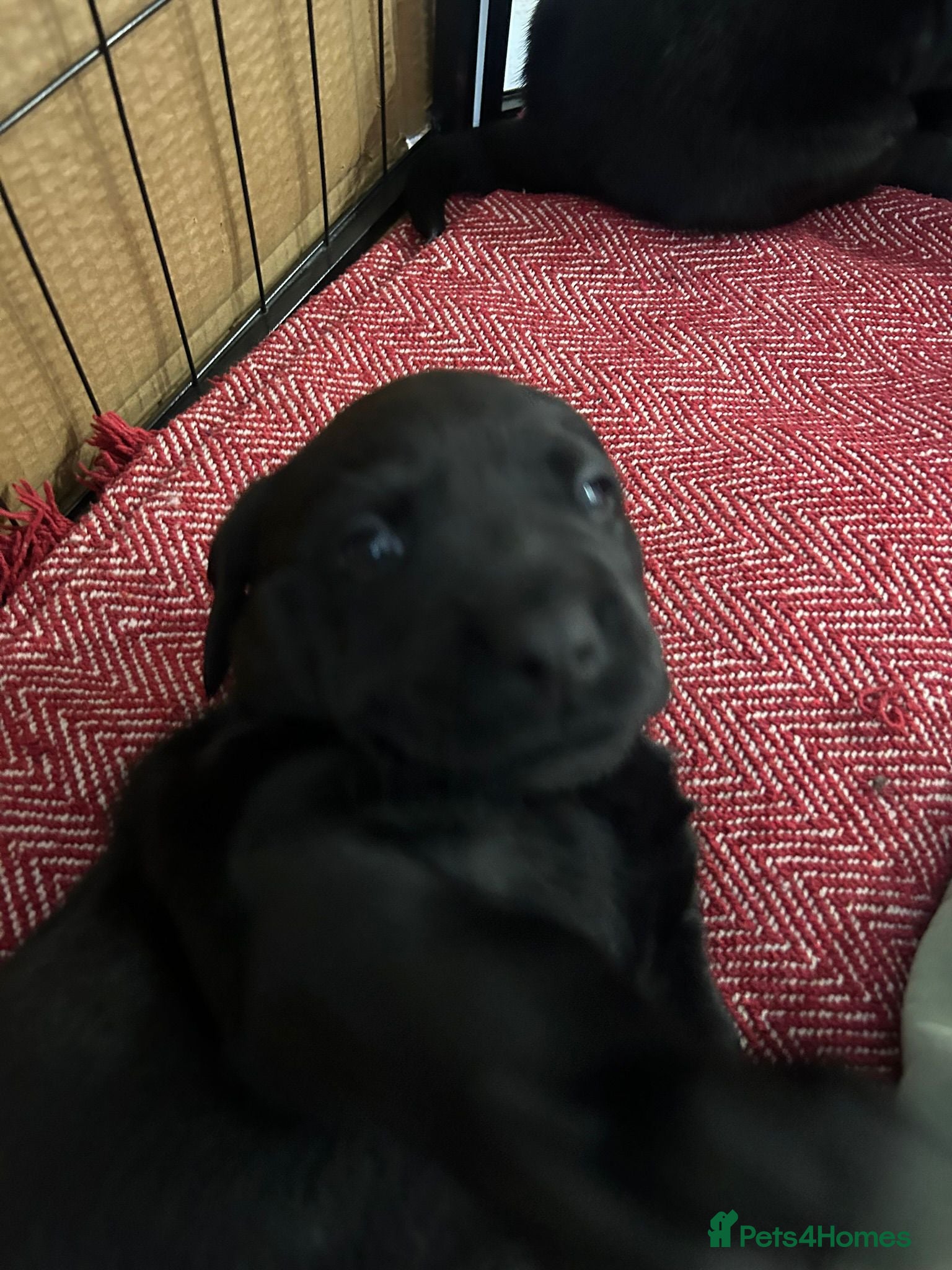 Labrador Retriever dogs Labrador puppies  - Advert 2