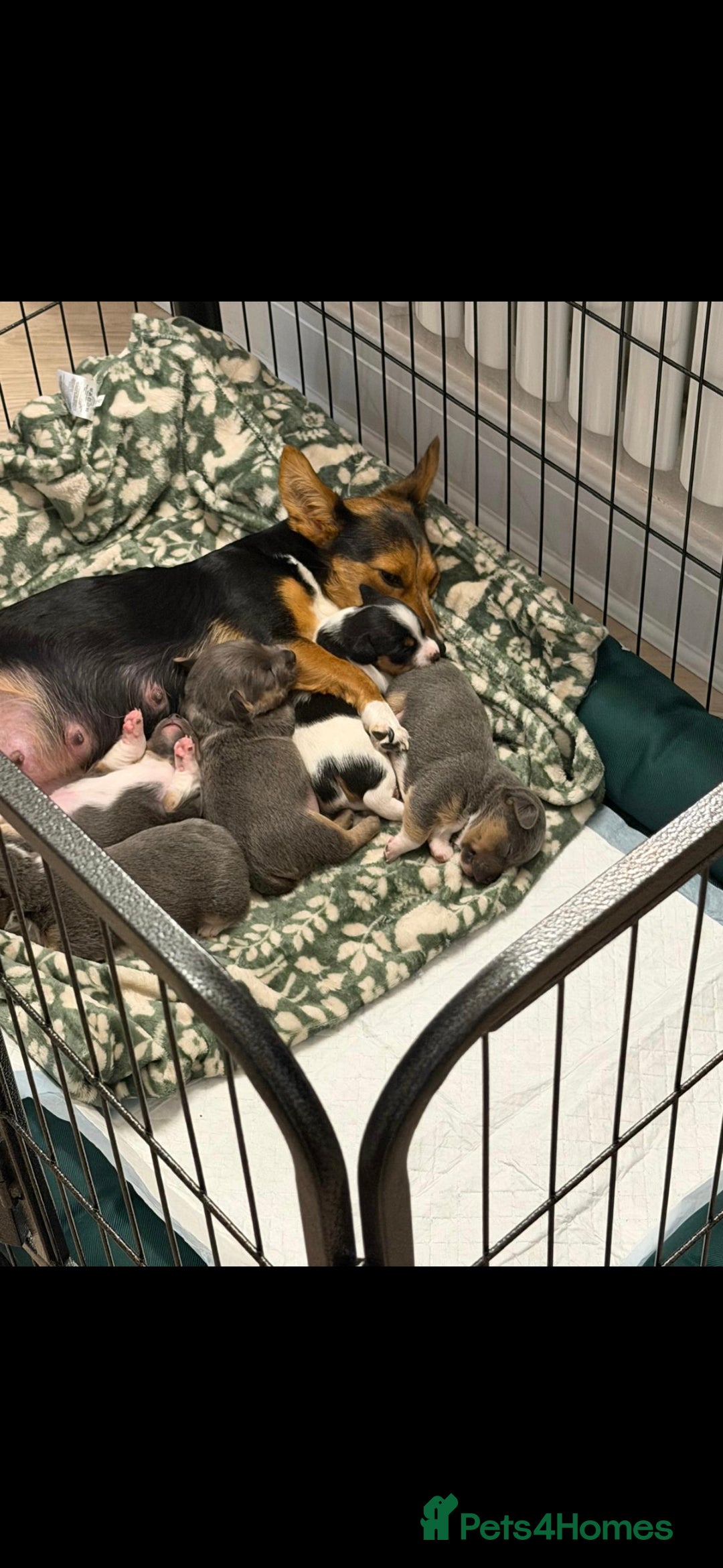 Jack Russell dogs for sale: Minature jack russell puppies - Advert 6