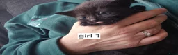 Mixed Breed cats for sale: Mixed breed kittens  in Swadlincote - Advert 5