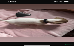 Jack Russell dogs for sale: 5 beautiful jack russel pups  - Image 8