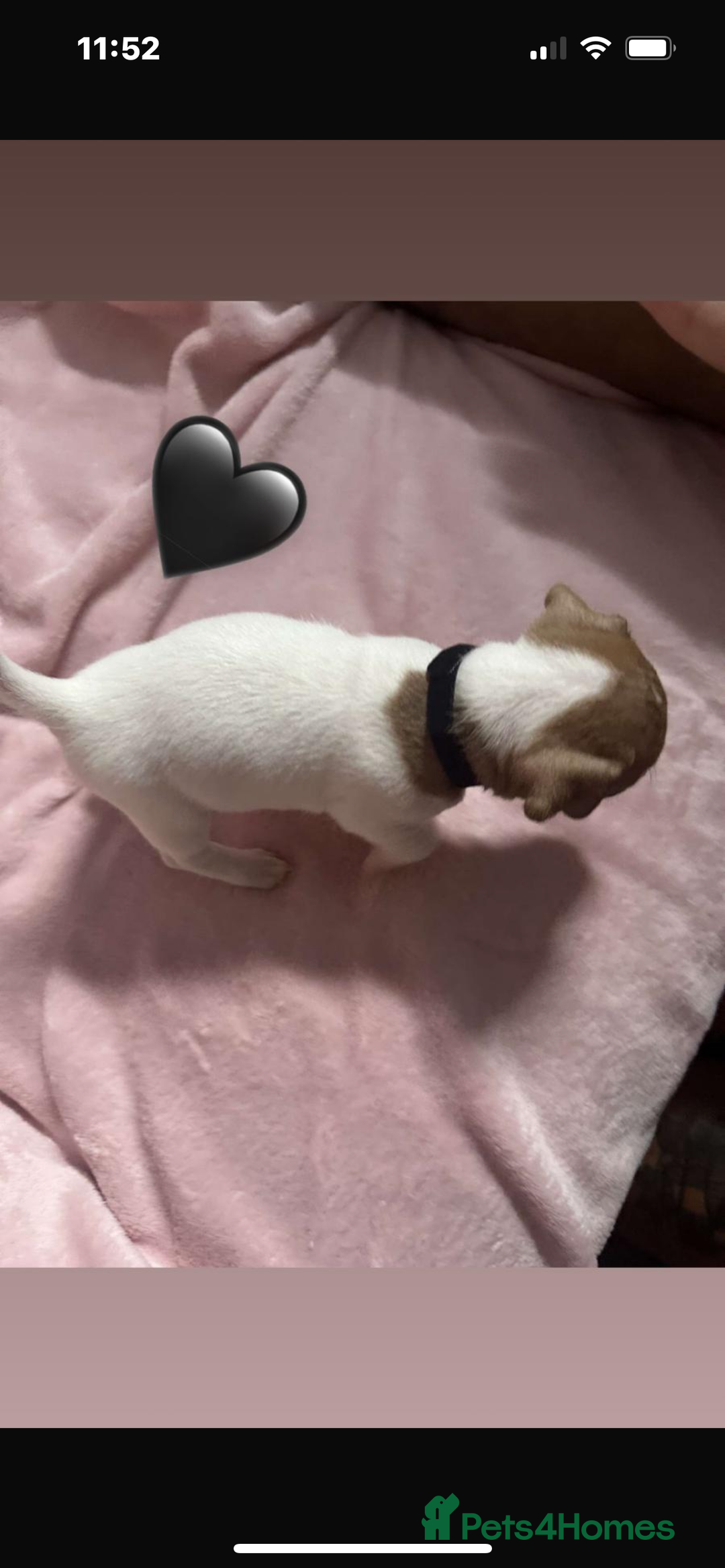 Jack Russell dogs for sale: 5 beautiful jack russel pups  - Image 8