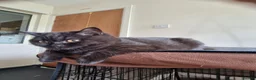 British Shorthair cats for sale: Kind Friendly Healthy Vaccinated Microchipped - Advert 16