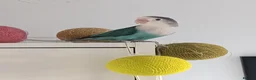 Lovebirds birds for sale: Turquoise Love Bird with a cage - Advert 1