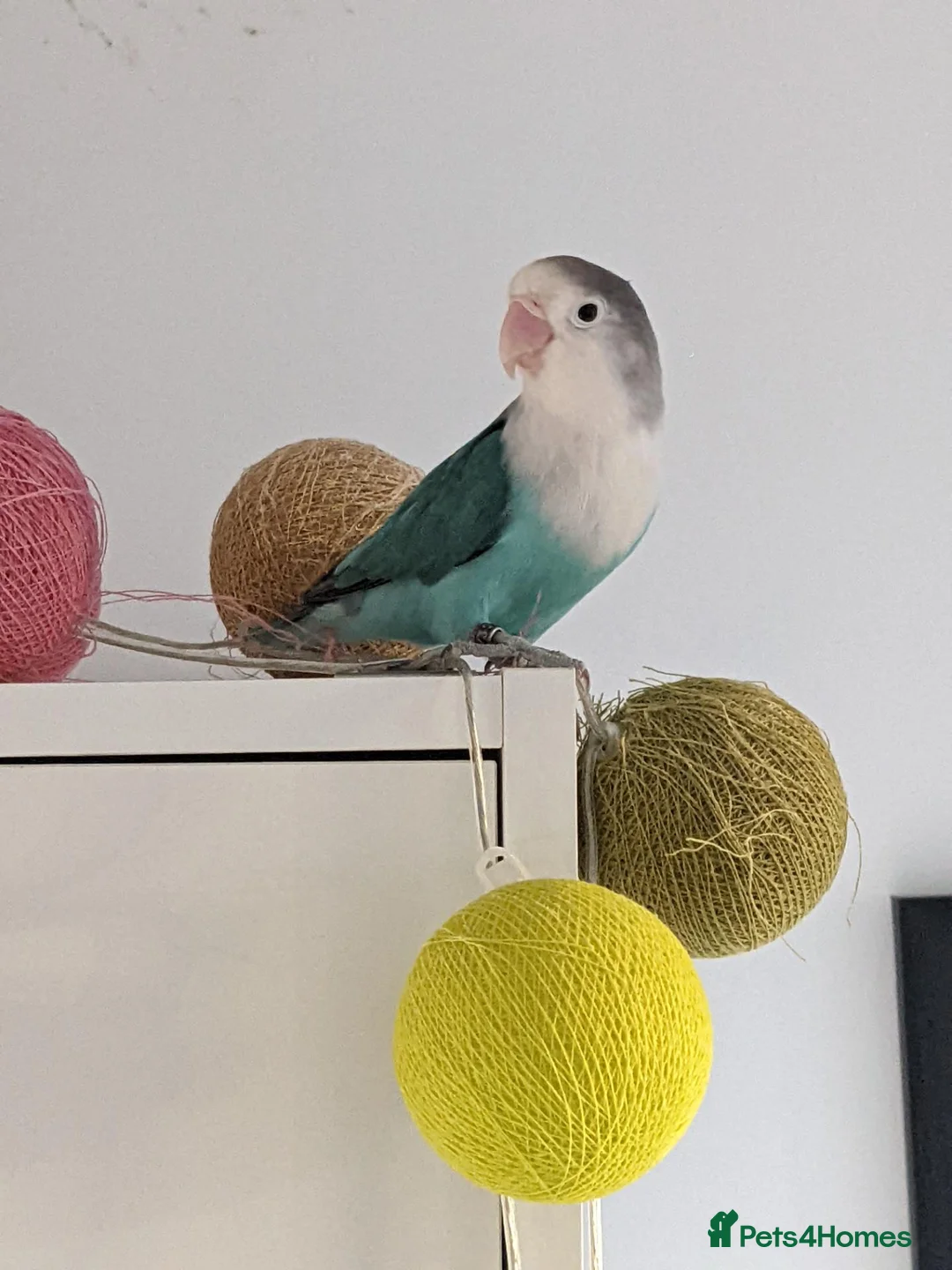 Lovebirds birds for sale: Turquoise Love Bird with a cage - Advert 1