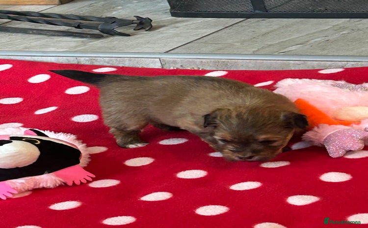 Havanese dogs - Advert 1