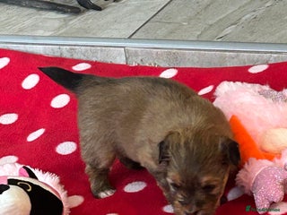 Havanese dogs - Advert 2