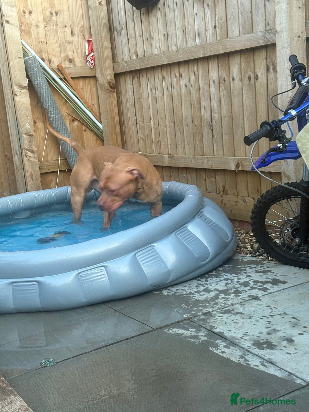American Bulldog dogs for sale: American bully male - Image 4