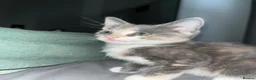 Russian Blue cats for sale: Gorgeous kittens for sale in London - Advert 12
