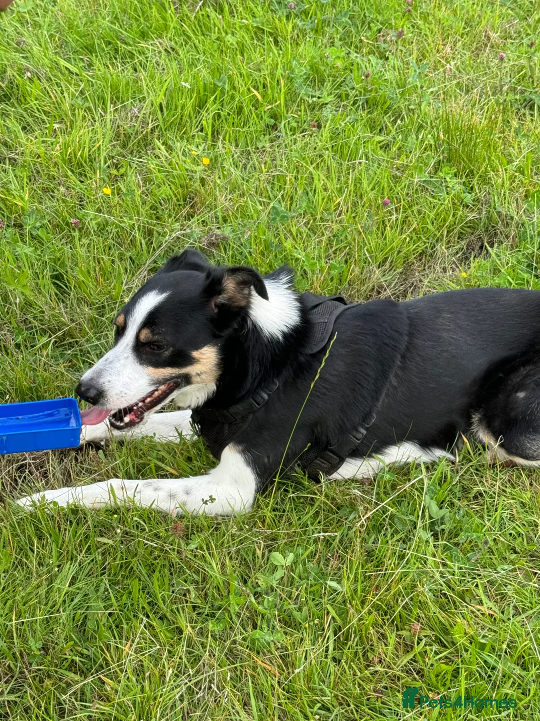 Border Collie dogs for sale: Border Collie Male Age 4 - Advert 3
