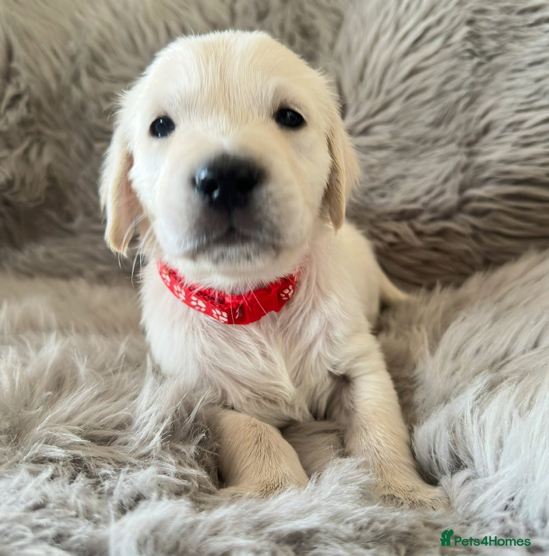 Golden Retriever dogs for sale: KC REGISTERED GOLDEN RETRIEVER PUPS - Image 13