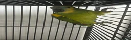Parrots birds for sale: Hand Reared Blue Fronted Amazons  - Advert 5
