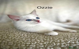 Ragdoll cats for sale: Beautiful Pedigree Ragdoll Kittens - Image 12