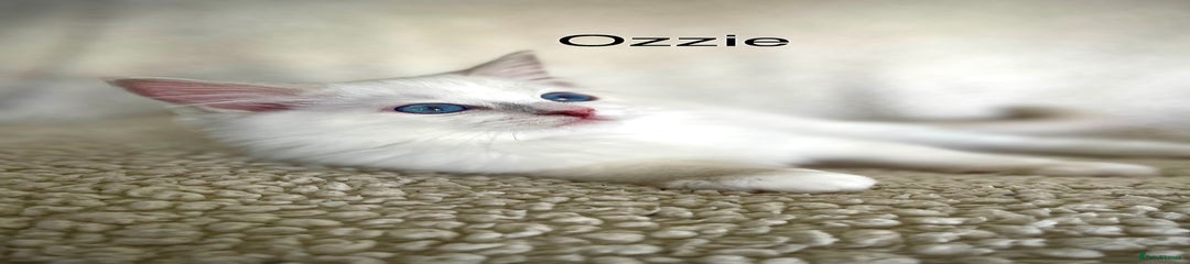 Ozzie - Reserved