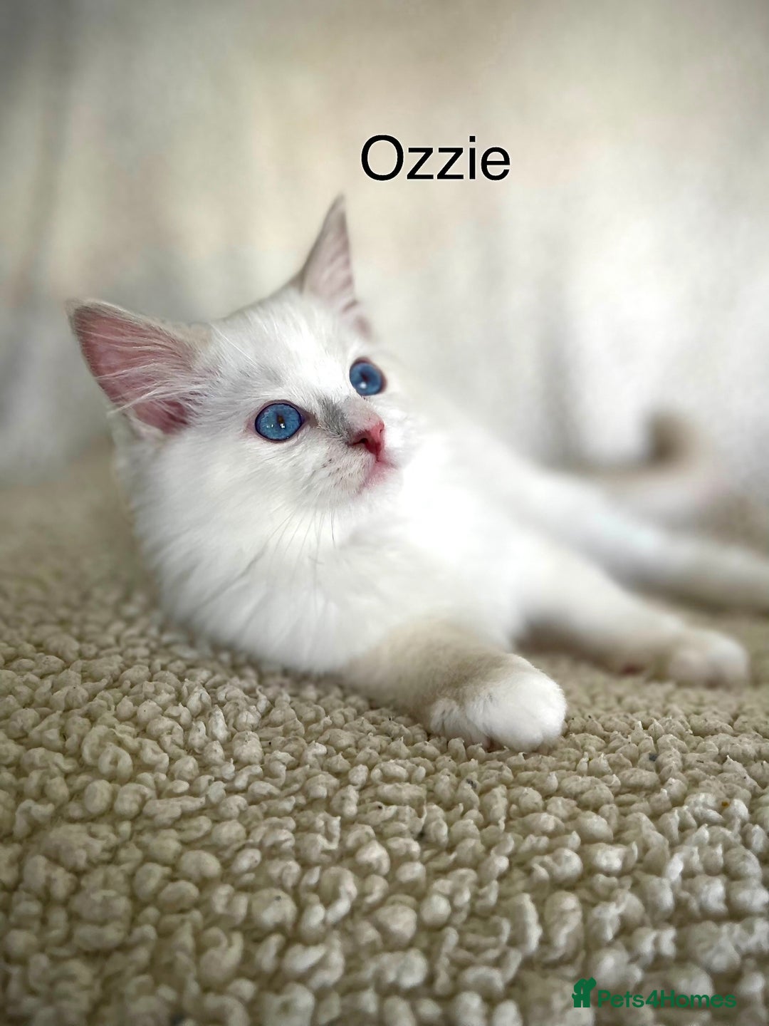 Ragdoll cats for sale: Beautiful Pedigree Ragdoll Kittens - Image 12