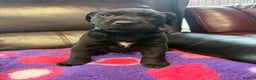 Labrador Retriever dogs for sale: Labradors 6 chunky black boys and 1 little girl - Advert 14