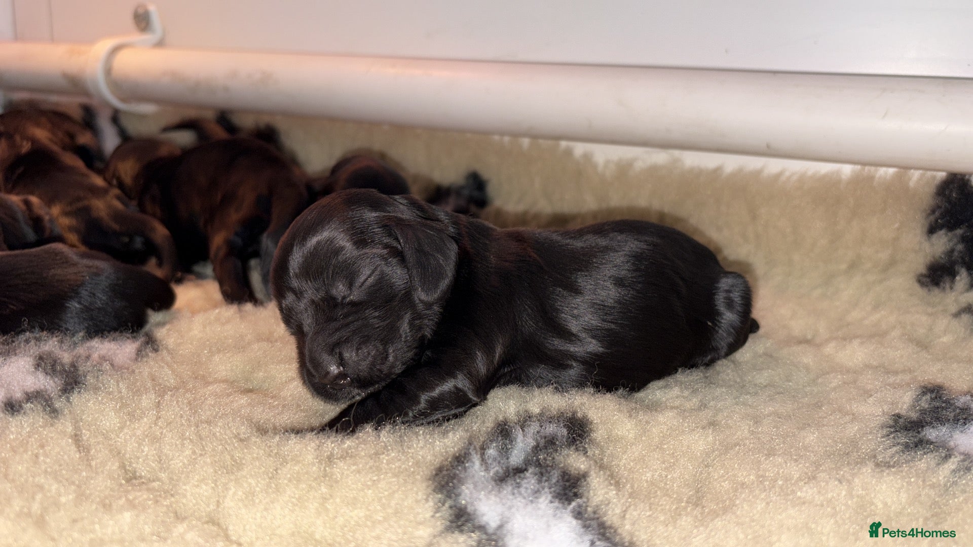 Cocker Spaniel dogs Pure show type puppies available  - Advert 2