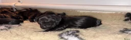 Cocker Spaniel dogs for sale: Real true show type puppies.  - Advert 1