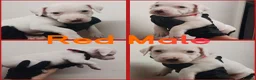 Staffordshire Bull Terrier dogs for sale: Staffordshire bull terrier  - Advert 10