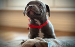Staffordshire Bull Terrier dogs for sale: Ready for Their Forever Homes Now - Image 11