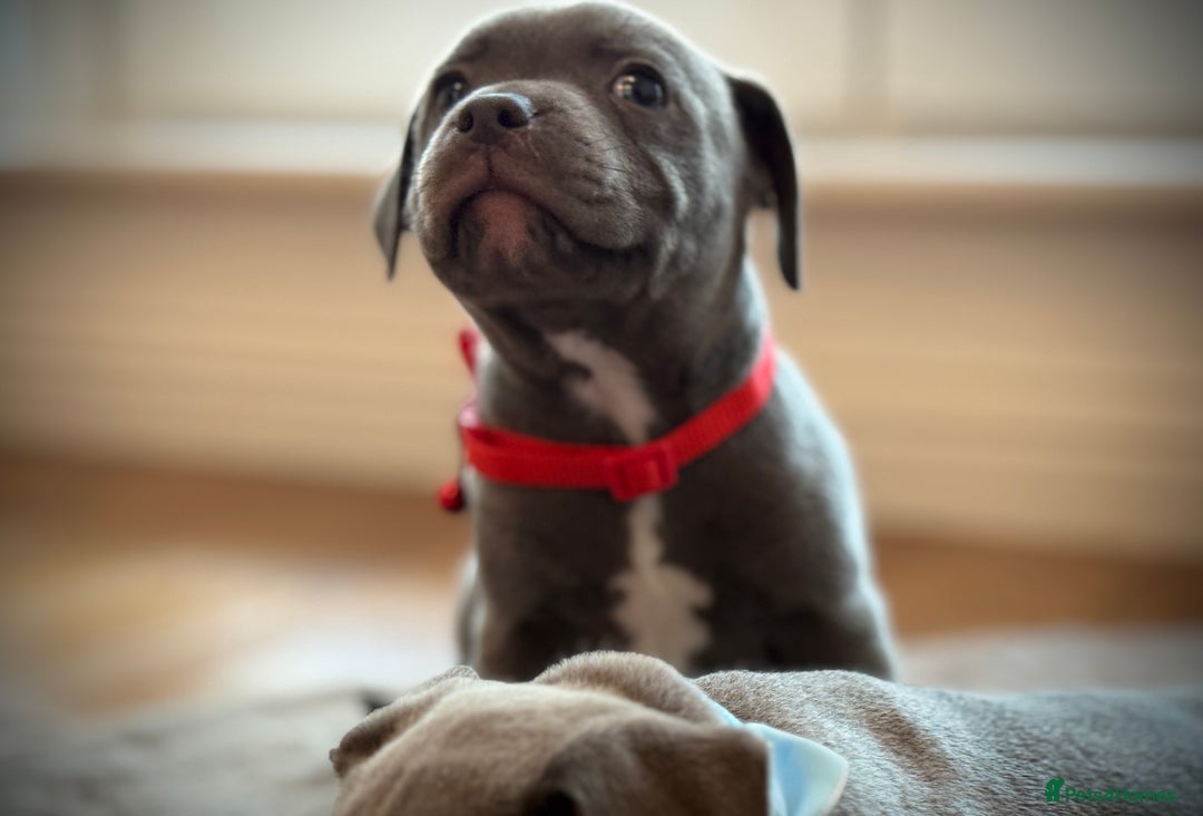 Staffordshire Bull Terrier dogs for sale: Ready for Their Forever Homes Now - Image 11
