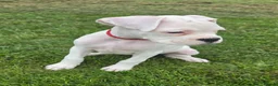 Boxer dogs for sale: READY NOW! Quality White KC Reg Boxer Puppies - Advert 4