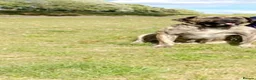 Presa Canario dogs for sale: Purebred Presa canario puppies for sale  - Advert 16