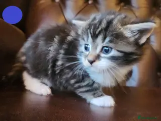 Mixed Breed cats Maine Coon / Norwegian Forest / British Shorth X - Advert 2