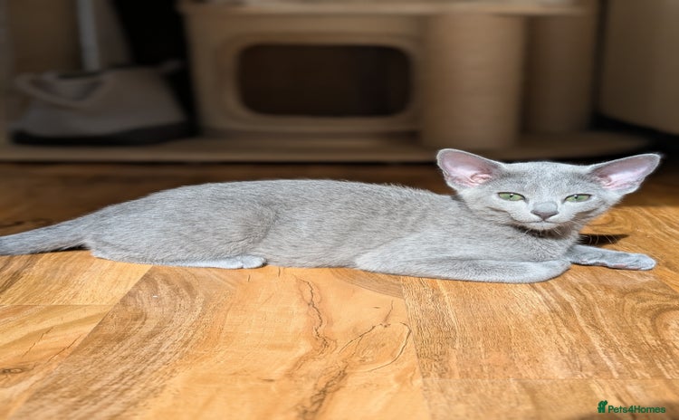 Russian Blue cats - Advert 4