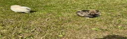 Pomeranian dogs for sale: Beautiful pups looking for forever homes - Advert 7