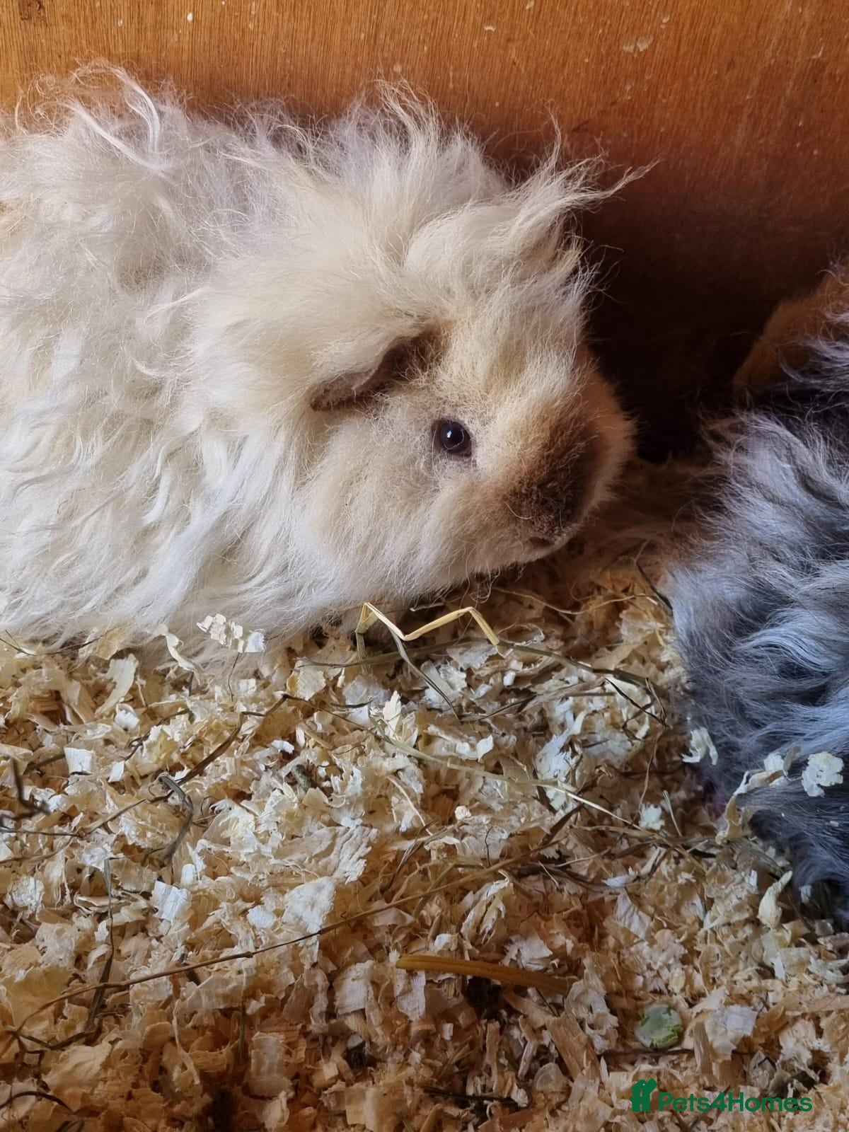 Guinea Pig rodents for sale: Lovely lunkayara and californian sows in Hull - Advert 5
