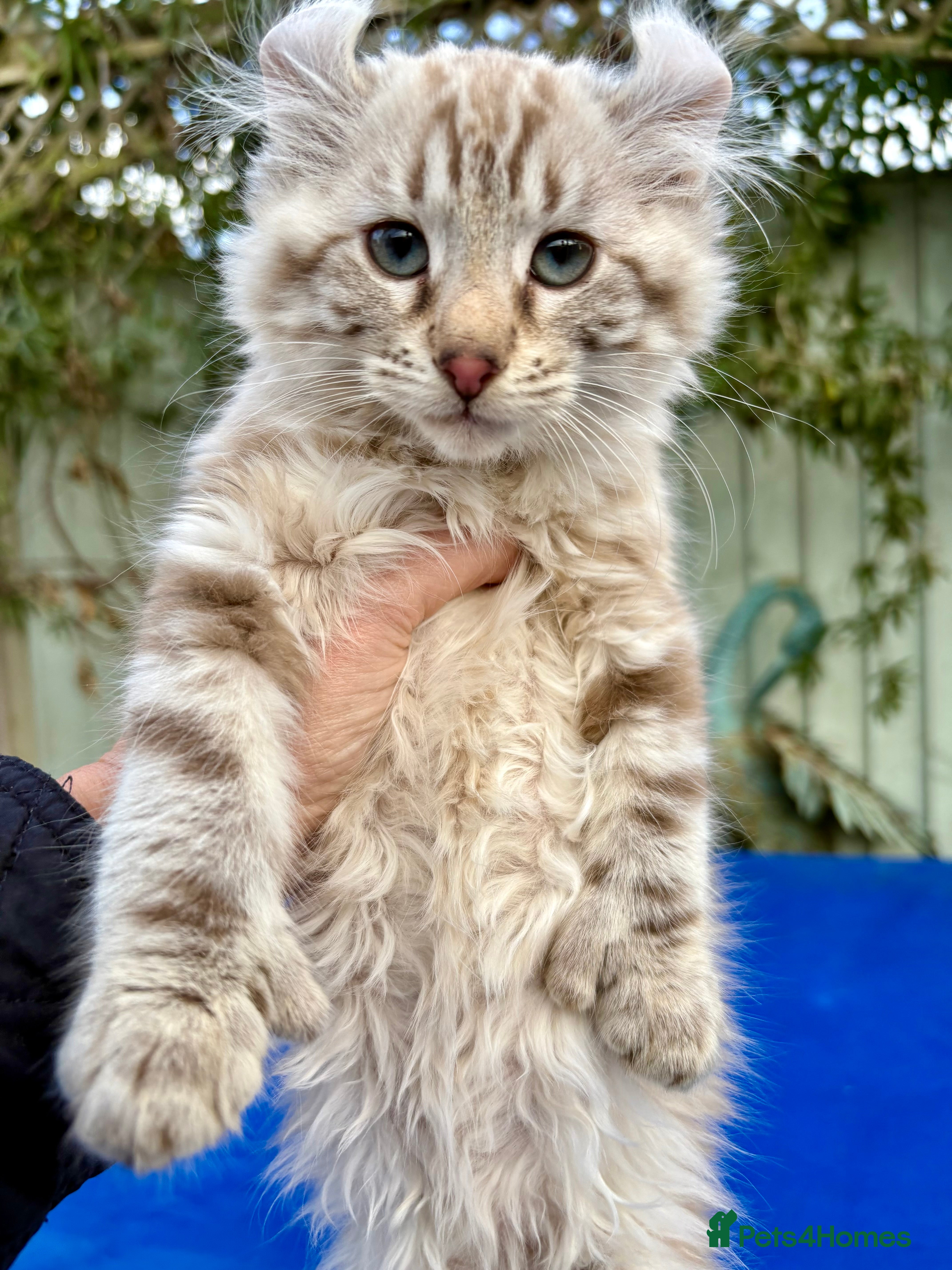 Savannah cats Super rare longhaired boy  - Advert 2