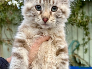 Savannah cats Super rare longhaired boy - Advert 5