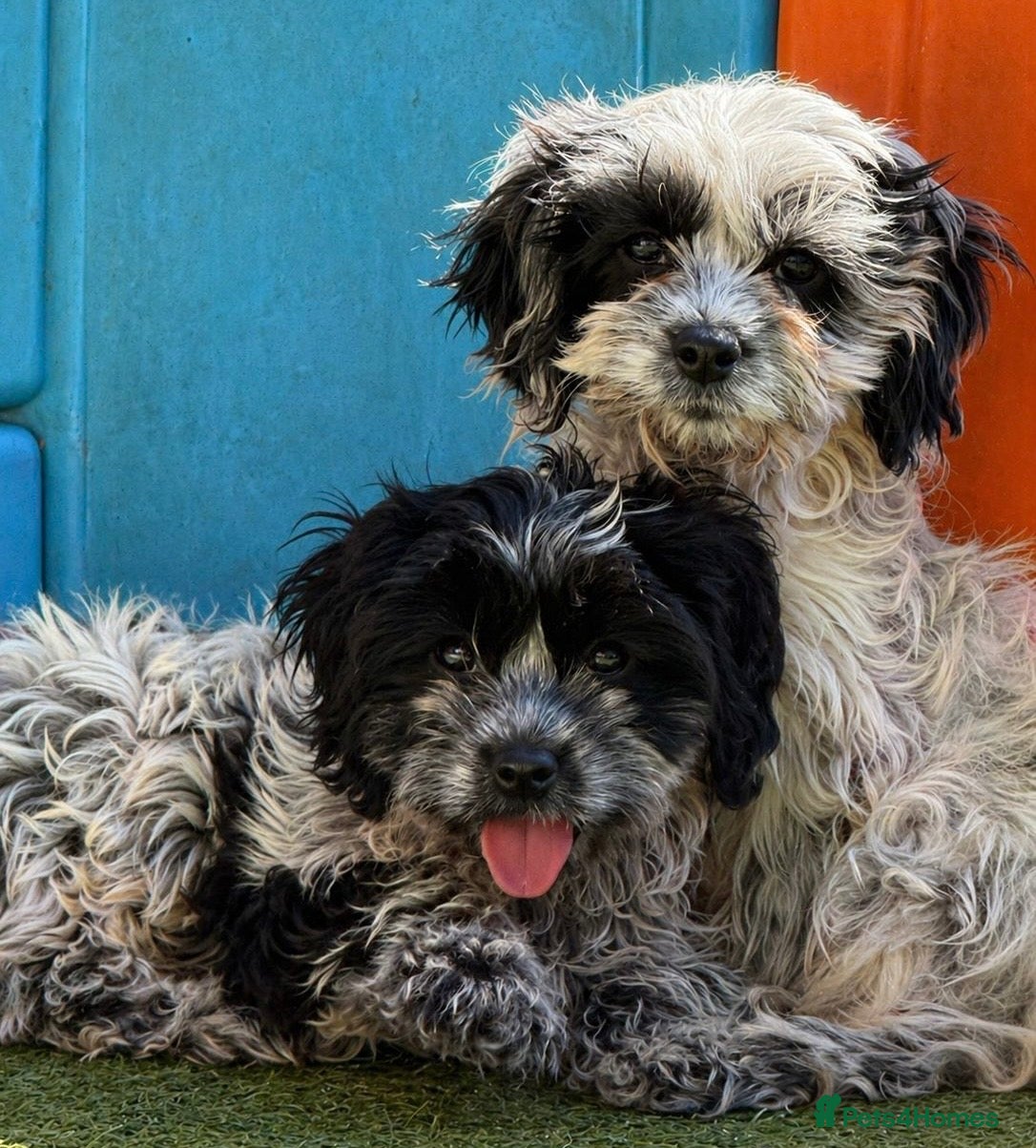 Cavapoo dogs Happy, Healthy, Unique - Cavapoos 🖤 - Advert 16