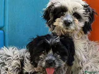 Cavapoo dogs Happy, Healthy, Unique - Cavapoos 🖤 - Advert 4