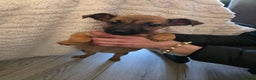 Belgian Shepherd Dog dogs for sale: Belgian malinois - Advert 4