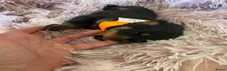 Rottweiler dogs for sale: Stunning litter of Rottweiler babies  - Advert 3