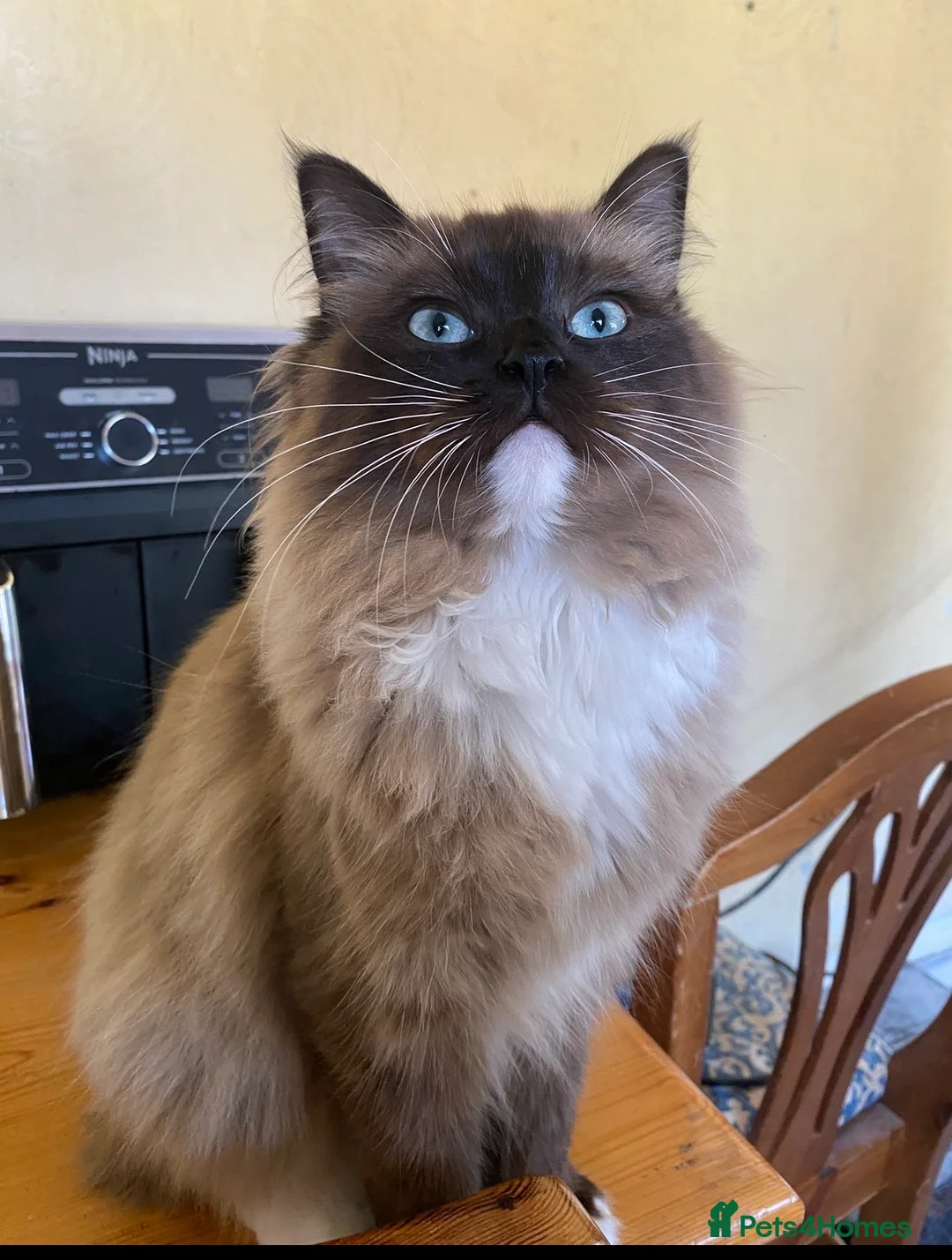 Ragdoll cats for sale: Mink carrying ragdoll  - Advert 5