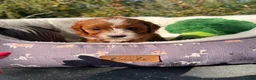 Cavapoo dogs for sale: Cavapoos From Extensively Health Tested Parents - Advert 16