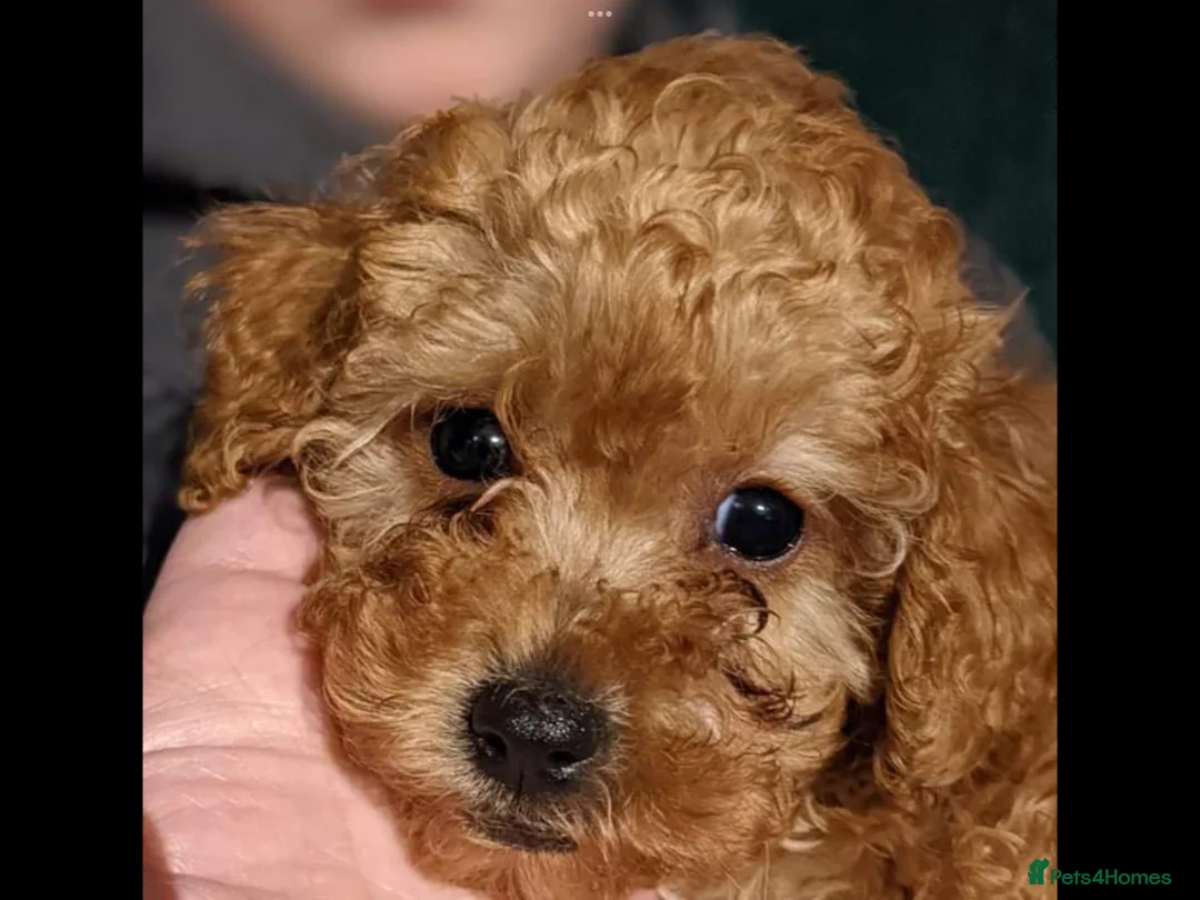 Toy Poodle dogs for stud: High health status red toy poodle. KC.reg in Carlisle - Advert 4